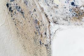 Professional Mold Removal in Myerstown, PA